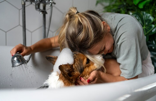 Basic Pet Hygiene Care: A Comprehensive Guide for Happy, Healthy Pets